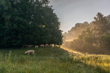 Kuhweide in der S&auml;chsischen Schweiz