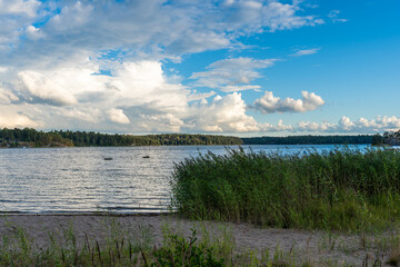 Panorama of the Baltic sea bay with sand beach and thickets of reeds. Beautiful white clouds floating on the horizon. Forested islands overgrown with evergreens trees. Dramatic sky before sunset.