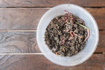 Overhead view on crumps of red wiggler earthworms in container for vermicomposting