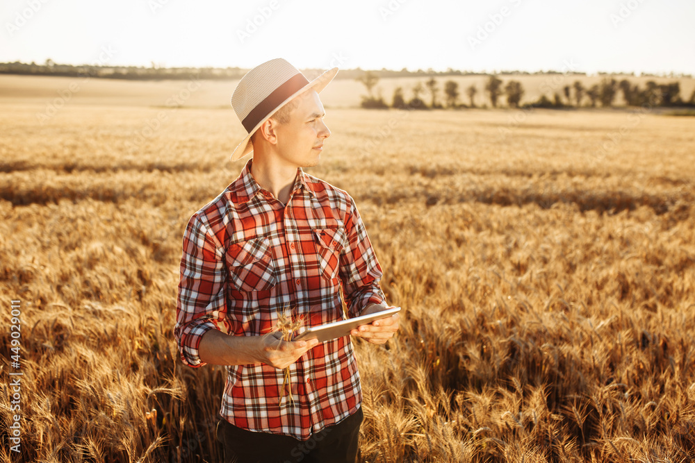 Wall mural a young farmer with a tablet in his hands checks the quality of the wheat. agronomist in a straw hat