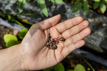 Overhead view of hand holding clumps of red wrigglers earthworms against plants at background. They are used in vermicomposting to improve soil quality