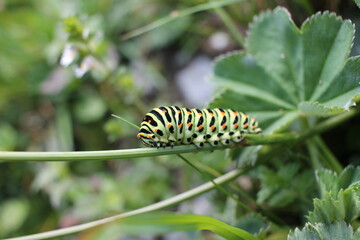 schmetterlings raupe vom schwalbenschwanz