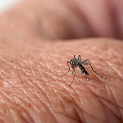 Mosquito tiger sucks blood not on the hand of an elderly woman