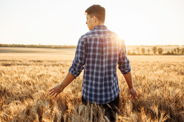 A young farmer or agronomist walks across a field with ripe wheat and runs his hand over the spikelets. A man in a plaid shirt in the middle of a field against the backdrop of a sunset.