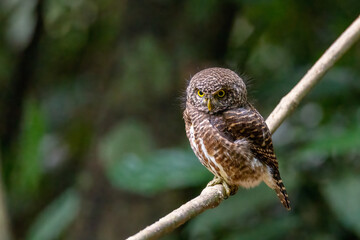 Collared Owlet,looking from a tree branch in tropical forest
