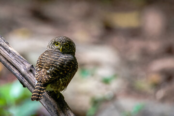 Collared Owlet,looking from a tree branch in tropical forest