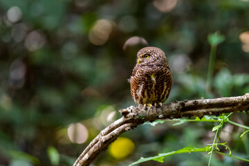 Collared Owlet,looking from a tree branch in tropical forest