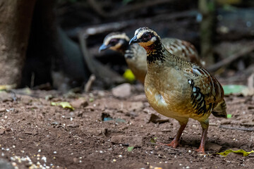 green-legged partridge or scaly-breasted Partridge,beautiful bird in tropicalrain forest