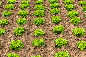 lettuce plants growing on the field