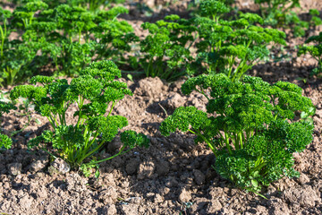 fresh parsley growing in the garden