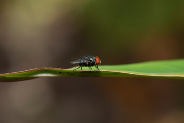 Blow fly, carrion fly, bluebottles or cluster fly, Diptera Fly Insect on green leaf in nature.