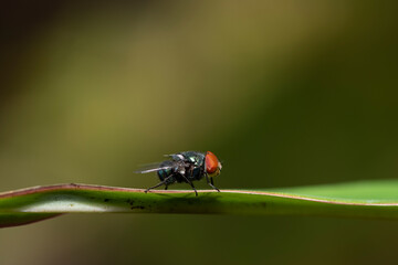 Blow fly, carrion fly, bluebottles or cluster fly, Diptera Fly Insect on green leaf in nature.