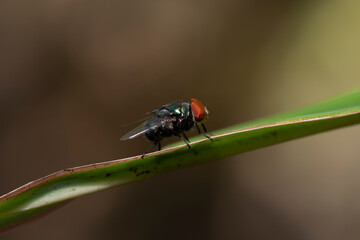 Blow fly, carrion fly, bluebottles or cluster fly, Diptera Fly Insect on green leaf in nature.