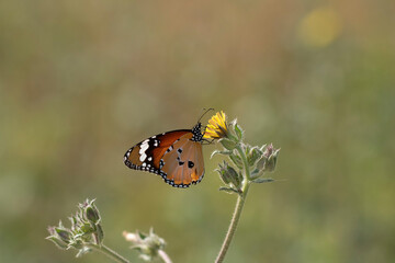 butterfly on yellow flower