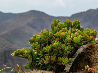 Crassula wild plants in the Canary Islands. 
