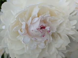 White beautiful peony flower close-up.