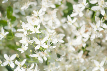 blurred white flowers close-up, background.