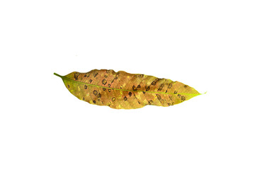 Fototapeta premium Sick yellow leaf of mango tree.Deficiency of minerals in plant Sick yellow leaf of mango tree. isolated on the white background. 