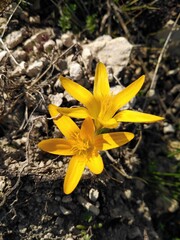 yellow flower on the ground