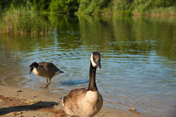 Wildenten am See in der Ortenau