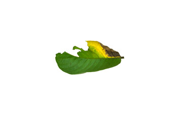 Deficiency of minerals in plant, lack of nitrogen, potassium, Iron deficiency chlorosis, Sick yellow leaf of leaf, isolated on the white background.