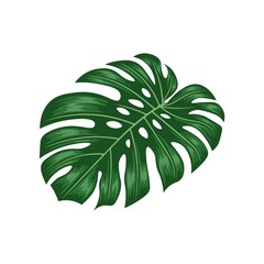 Fototapeta na wymiar Monstera leaves Hand Drawn Flat Vector, Monstera Deliciosa plant leaf from tropical forests isolated on white background