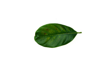Deficiency of minerals in plant, lack of nitrogen, potassium, Iron deficiency chlorosis, Sick yellow leaf of leaf, isolated on the white background.