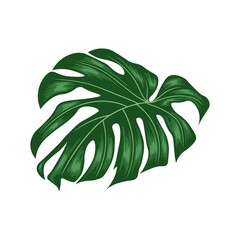 Monstera leaves Hand Drawn Flat Vector, Monstera Deliciosa plant leaf from tropical