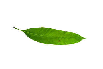 Sick yellow leaf of mango tree.Deficiency of minerals in plant Sick yellow leaf of mango tree. isolated on the white background. 
