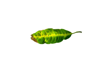 Sick yellow leaf of mango tree.Deficiency of minerals in plant Sick yellow leaf of mango tree. isolated on the white background. 