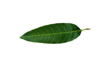 Sick yellow leaf of mango tree.Deficiency of minerals in plant Sick yellow leaf of mango tree. isolated on the white background. 