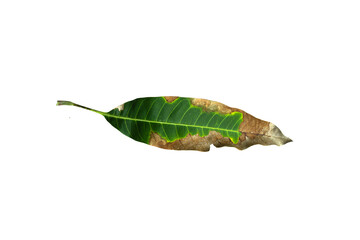 Sick yellow leaf of mango tree.Deficiency of minerals in plant Sick yellow leaf of mango tree....