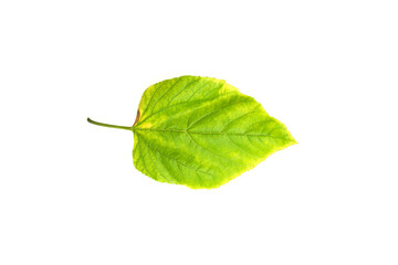 Deficiency of minerals in plant, lack of nitrogen, potassium, Iron deficiency chlorosis, Sick yellow leaf of leaf, isolated on the white background.