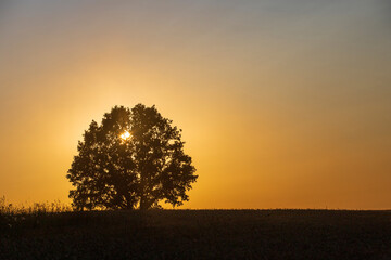 Fototapeta na wymiar A lone tree stands in the middle of a field at sunset