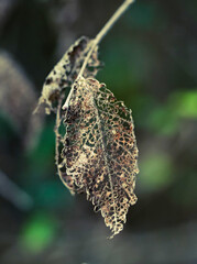 dry leaf 