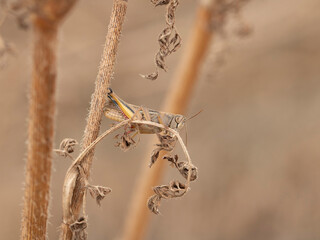 grasshopper on dry plant