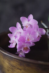 orchid