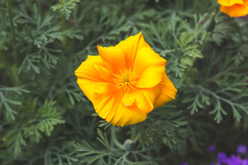 Beautiful yellow escholzia flower. High quality photo