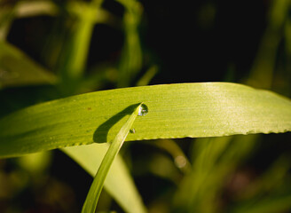 grass and drop of dow