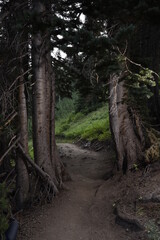 Fototapeta na wymiar Trail through trees in Wasatch National Forest