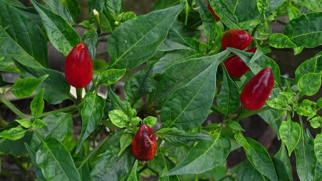 Top view of some red chili peppers plant in a garden. Small black-pepper seedlings facing the sky. Green red background. 4k video.