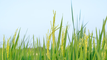 close up of green grass. close up rice that bears fruit in the fields