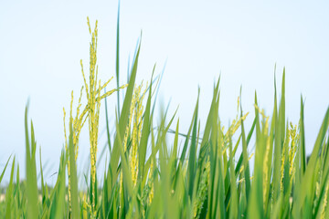 close up of green grass. close up rice that bears fruit in the fields