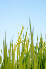 close up of green grass. close up rice that bears fruit in the fields