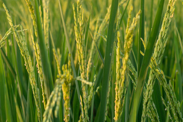 close up of green grass. close up rice that bears fruit in the fields