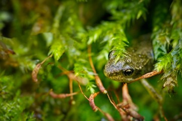 Froglet in the under growth 