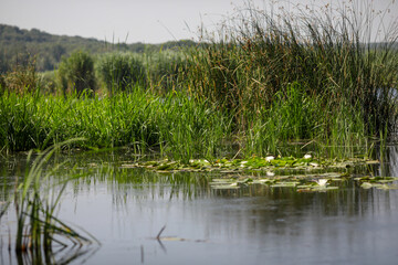 Plants specific to the wetlands (reeds) in the Neaslov Delta in Romania, very similar to the Danube Delta.