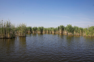 Plants specific to the wetlands (reeds) in the Neaslov Delta in Romania, very similar to the Danube Delta.