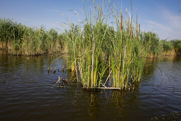 Plants specific to the wetlands (reeds) in the Neaslov Delta in Romania, very similar to the Danube Delta.