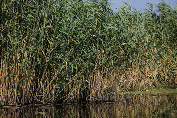 Fototapeta premium Plants specific to the wetlands (reeds) in the Neaslov Delta in Romania, very similar to the Danube Delta.